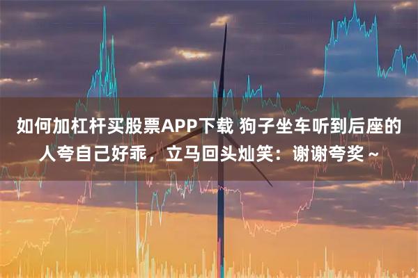 如何加杠杆买股票APP下载 狗子坐车听到后座的人夸自己好乖，立马回头灿笑：谢谢夸奖～