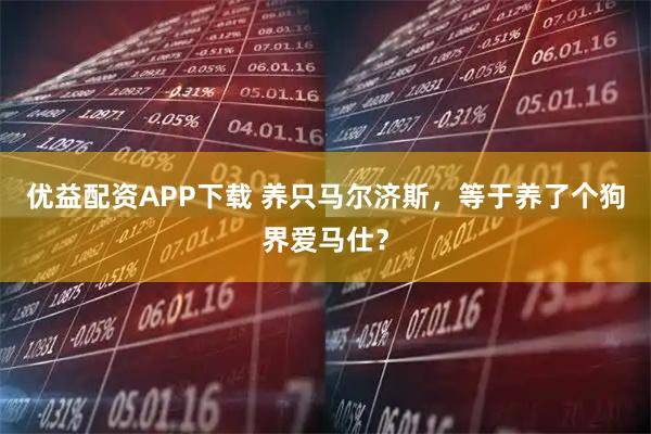 优益配资APP下载 养只马尔济斯，等于养了个狗界爱马仕？