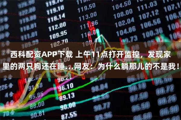 西科配资APP下载 上午11点打开监控，发现家里的两只狗还在睡…网友：为什么躺那儿的不是我！